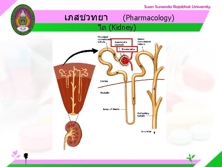 เภสชวทยา (Pharmacology) ไต (Kidney) 