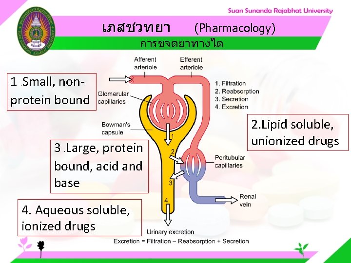 เภสชวทยา (Pharmacology) การขจดยาทางไต 1. Small, nonprotein bound 3. Large, protein bound, acid and base