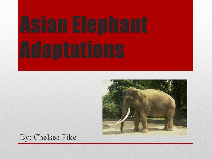 Asian Elephant Adaptations By: Chelsea Pike 