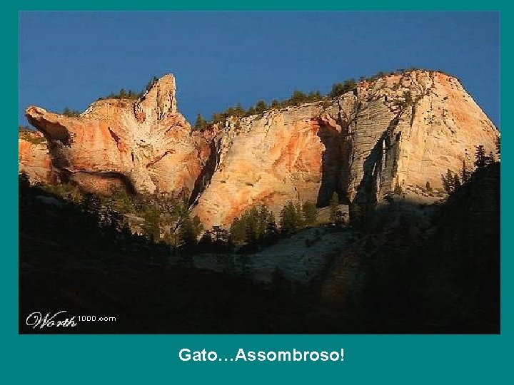 Gato…Assombroso! 