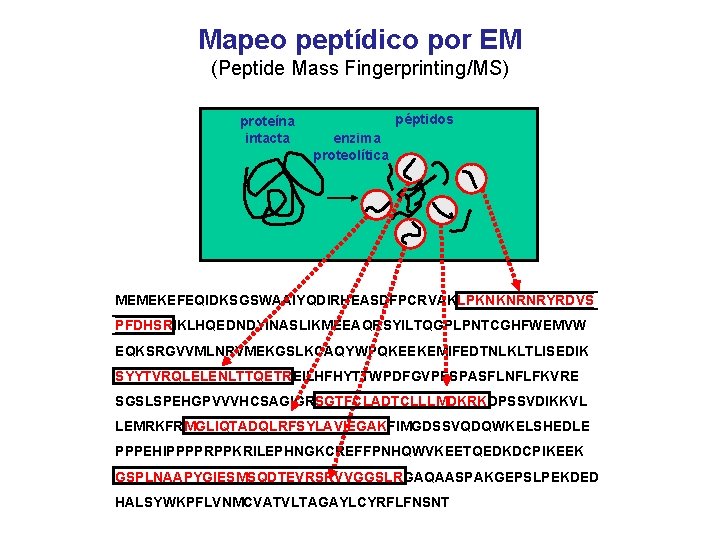 Mapeo peptídico por EM (Peptide Mass Fingerprinting/MS) proteína intacta péptidos enzima proteolítica MEMEKEFEQIDKSGSWAAIYQDIRHEASDFPCRVAKLPKNKNRNRYRDVS PFDHSRIKLHQEDNDYINASLIKMEEAQRSYILTQGPLPNTCGHFWEMVW