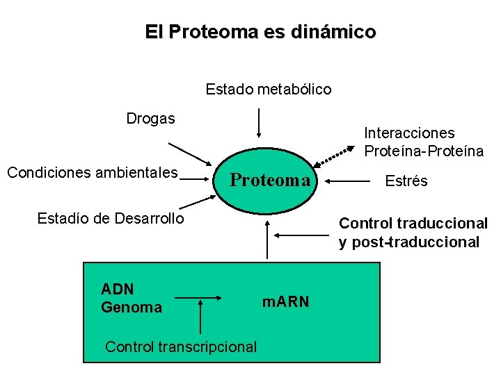 El Proteoma es dinámico Estado metabólico Drogas Condiciones ambientales Interacciones Proteína-Proteína Proteoma Estadío de