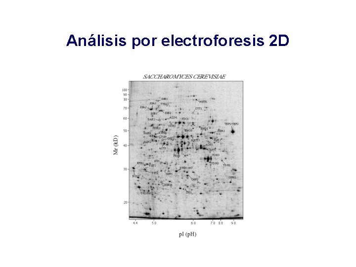 Análisis por electroforesis 2 D 