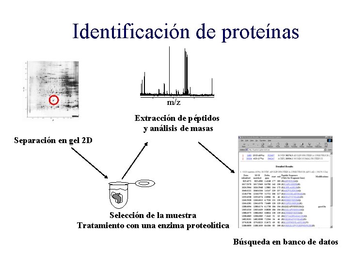 Identificación de proteínas 1000 m/z Mass (m/z) 1500 2000 Extracción de péptidos y análisis