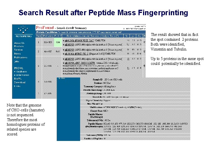 Search Result after Peptide Mass Fingerprinting The result showed that in fact the spot