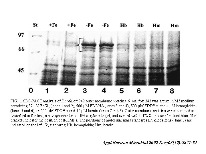 FIG. 1. SDS-PAGE analysis of S. meliloti 242 outer membrane proteins. S. meliloti 242