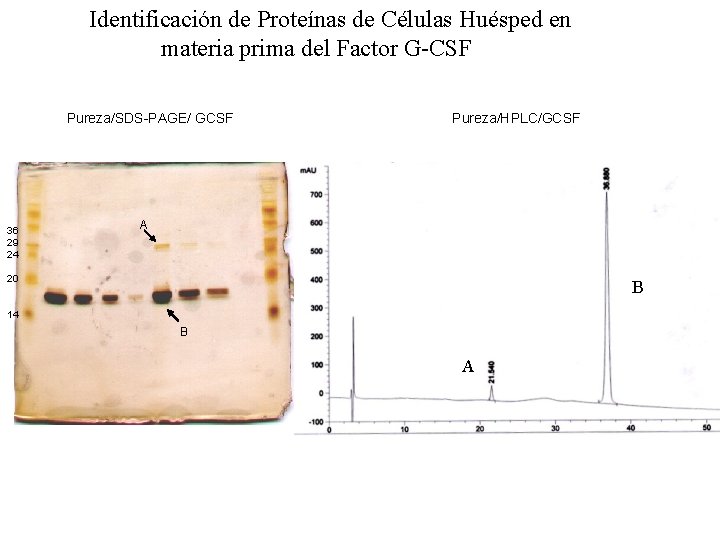 Identificación de Proteínas de Células Huésped en materia prima del Factor G-CSF Pureza/SDS-PAGE/ GCSF