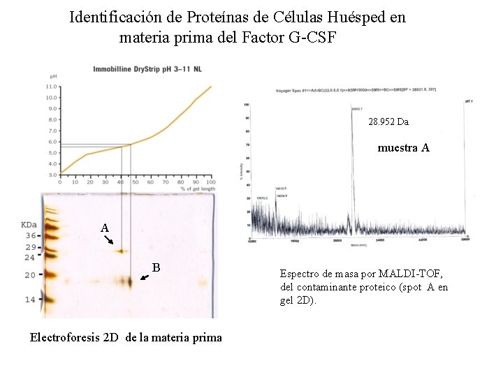 Identificación de Proteínas de Células Huésped en materia prima del Factor G-CSF 28. 952