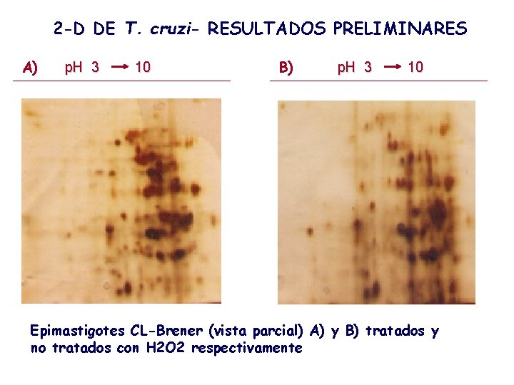 2 -D DE T. cruzi- RESULTADOS PRELIMINARES A) p. H 3 10 B) p.