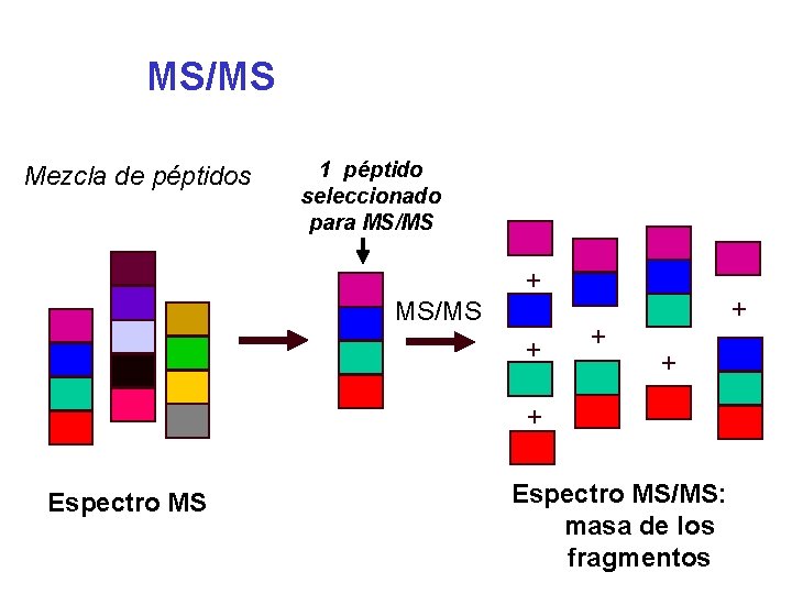 MS/MS Mezcla de péptidos 1 péptido seleccionado para MS/MS + + + Espectro MS/MS: