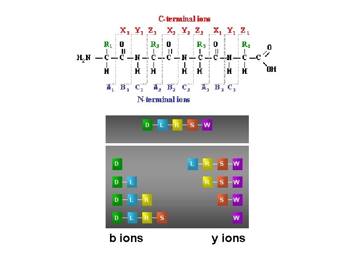 b ions y ions 