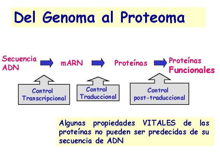 Del Genoma al Proteoma Secuencia ADN m. ARN Control Transcripcional Proteínas Control Traduccional Proteínas