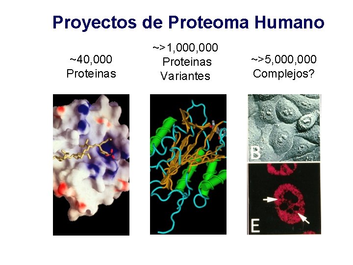 Proyectos de Proteoma Humano ~40, 000 Proteinas ~>1, 000 Proteinas Variantes ~>5, 000 Complejos?