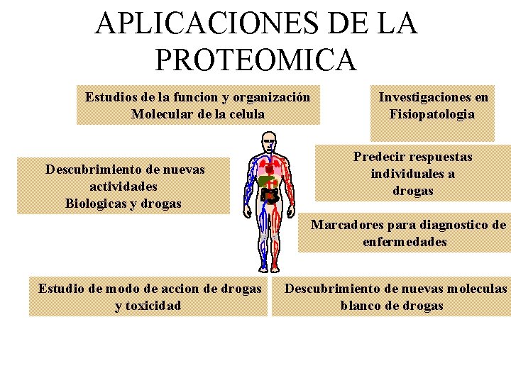 APLICACIONES DE LA PROTEOMICA Estudios de la funcion y organización Molecular de la celula