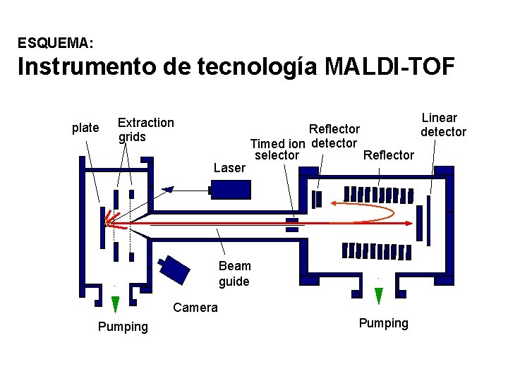 ESQUEMA: Instrumento de tecnología MALDI-TOF plate Extraction grids Laser Reflector Timed ion detector selector