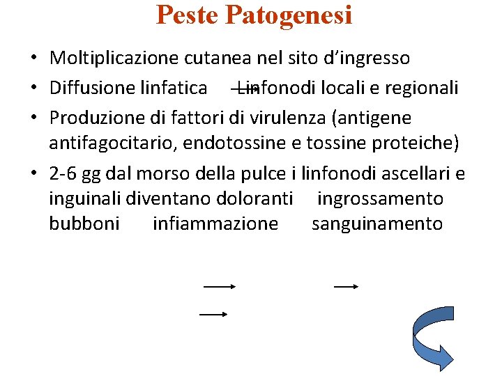 Peste Patogenesi • Moltiplicazione cutanea nel sito d’ingresso • Diffusione linfatica Linfonodi locali e