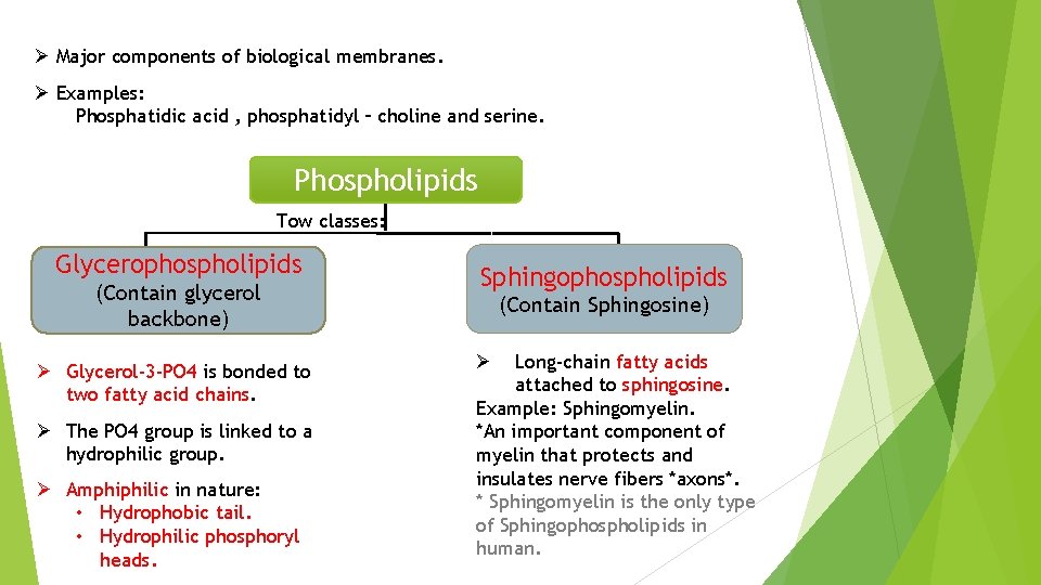 Ø Major components of biological membranes. Ø Examples: Phosphatidic acid , phosphatidyl – choline