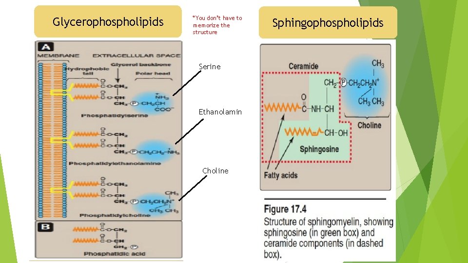 Glycerophospholipids *You don’t have to memorize the structure Serine Ethanolamin Choline Sphingophospholipids 