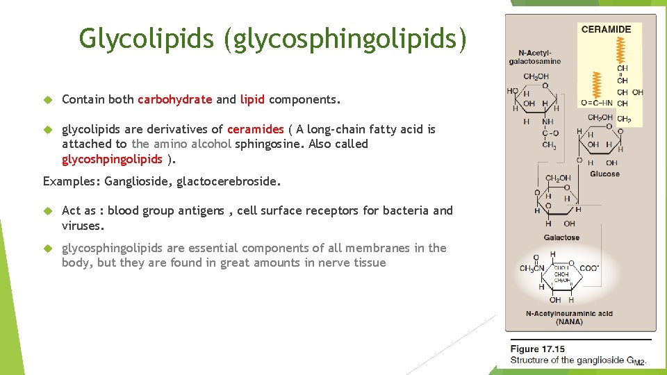 Glycolipids (glycosphingolipids) Contain both carbohydrate and lipid components. glycolipids are derivatives of ceramides (