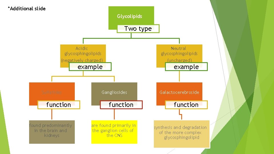 *Additional slide Glycolipids Two type Acidic glycosphingolipids Neutral glycosphingolipids (negatively charged) (uncharged) example Sulfatides