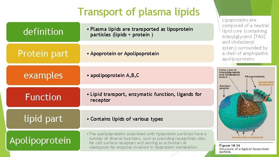 Transport of plasma lipids definition Protein part • Plasma lipids are transported as lipoprotein