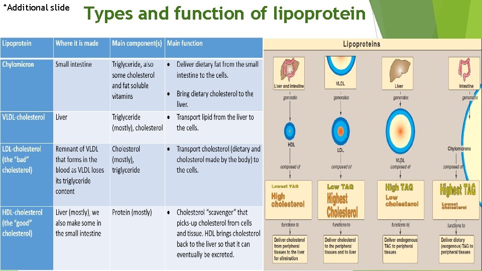 *Additional slide Types and function of lipoprotein 