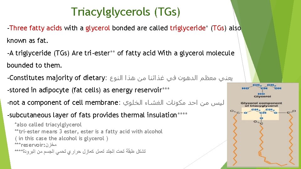 Triacylglycerols (TGs) -Three fatty acids with a glycerol bonded are called triglyceride* (TGs) also