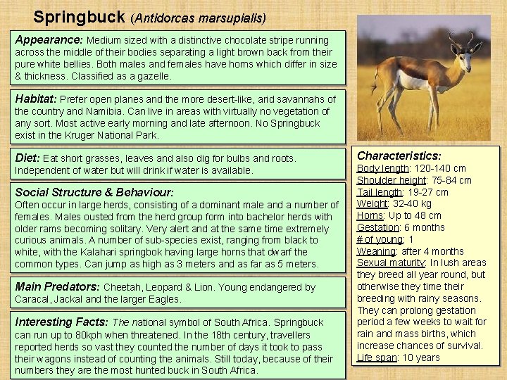Springbuck (Antidorcas marsupialis) Appearance: Medium sized with a distinctive chocolate stripe running across the Springbuck (Antidorcas marsupialis) Appearance: Medium sized with a distinctive chocolate stripe running across the