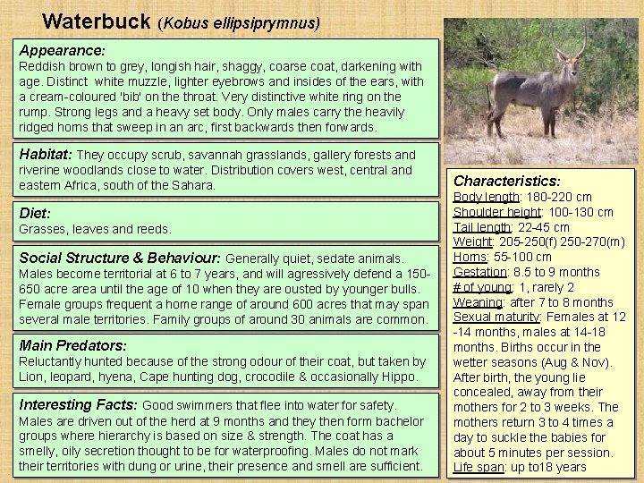 Waterbuck (Kobus ellipsiprymnus) Appearance: Reddish brown to grey, longish hair, shaggy, coarse coat, darkening Waterbuck (Kobus ellipsiprymnus) Appearance: Reddish brown to grey, longish hair, shaggy, coarse coat, darkening
