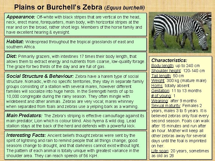 Plains or Burchell’s Zebra (Equus burchelli) Appearance: Off-white with black stripes that are vertical Plains or Burchell’s Zebra (Equus burchelli) Appearance: Off-white with black stripes that are vertical