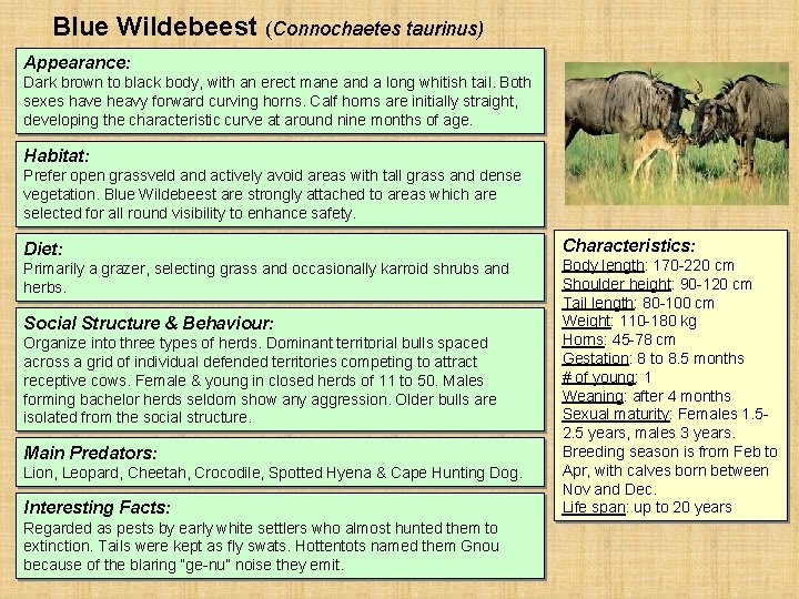 Blue Wildebeest (Connochaetes taurinus) Appearance: Dark brown to black body, with an erect mane Blue Wildebeest (Connochaetes taurinus) Appearance: Dark brown to black body, with an erect mane