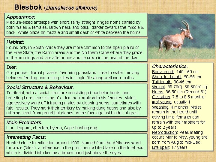 Blesbok (Damaliscus albifrons) Appearance: Medium-sized antelope with short, fairly straight, ringed horns carried by Blesbok (Damaliscus albifrons) Appearance: Medium-sized antelope with short, fairly straight, ringed horns carried by