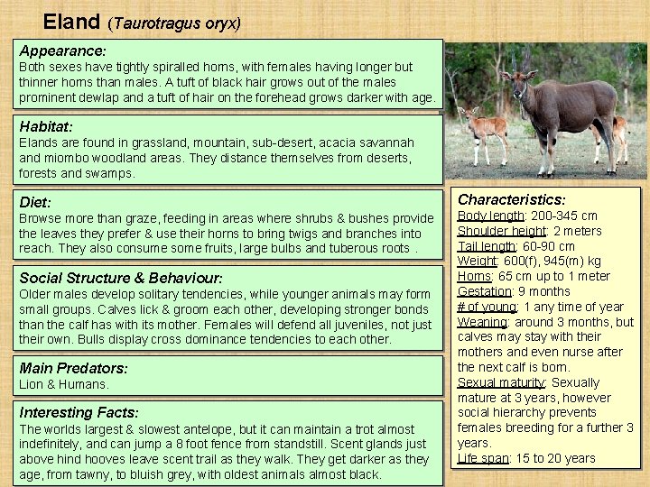 Eland (Taurotragus oryx) Appearance: Both sexes have tightly spiralled horns, with females having longer Eland (Taurotragus oryx) Appearance: Both sexes have tightly spiralled horns, with females having longer