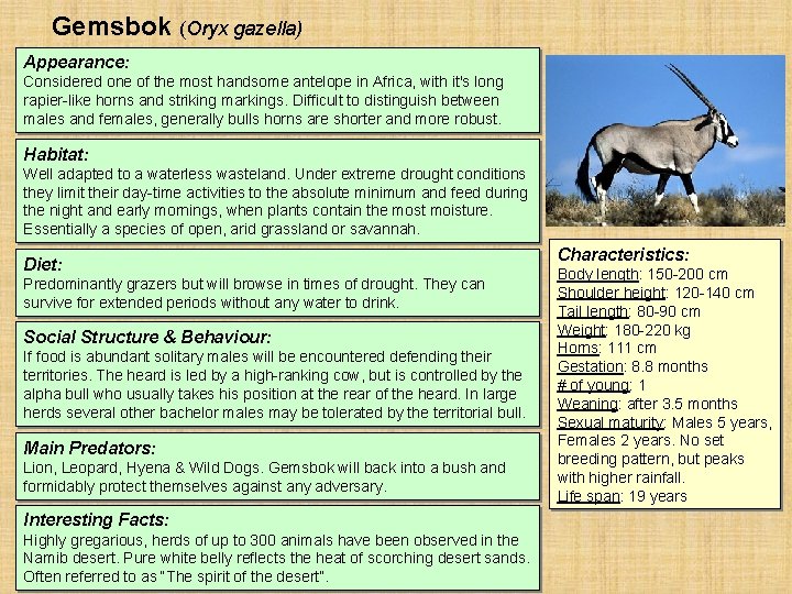 Gemsbok (Oryx gazella) Appearance: Considered one of the most handsome antelope in Africa, with Gemsbok (Oryx gazella) Appearance: Considered one of the most handsome antelope in Africa, with