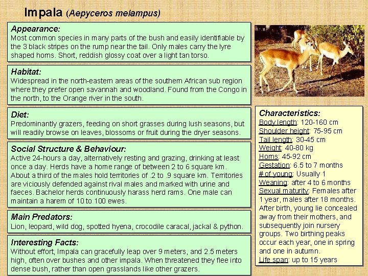 Impala (Aepyceros melampus) Appearance: Most common species in many parts of the bush and Impala (Aepyceros melampus) Appearance: Most common species in many parts of the bush and