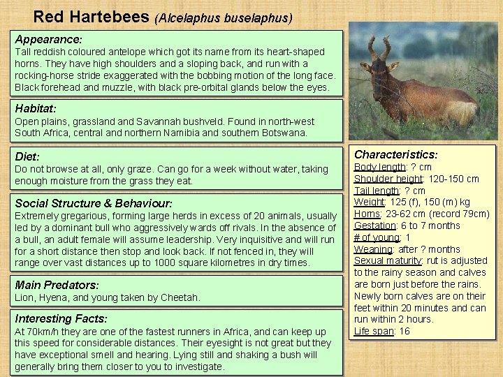 Red Hartebees (Alcelaphus buselaphus) Appearance: Tall reddish coloured antelope which got its name from Red Hartebees (Alcelaphus buselaphus) Appearance: Tall reddish coloured antelope which got its name from