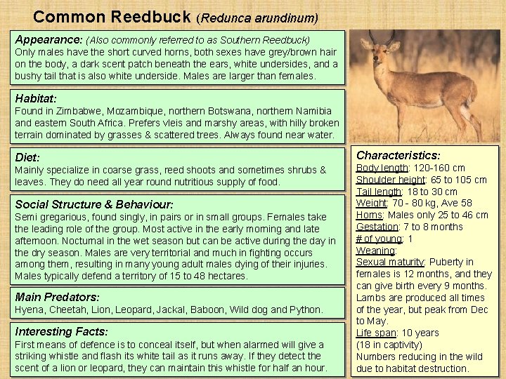 Common Reedbuck (Redunca arundinum) Appearance: (Also commonly referred to as Southern Reedbuck) Only males Common Reedbuck (Redunca arundinum) Appearance: (Also commonly referred to as Southern Reedbuck) Only males