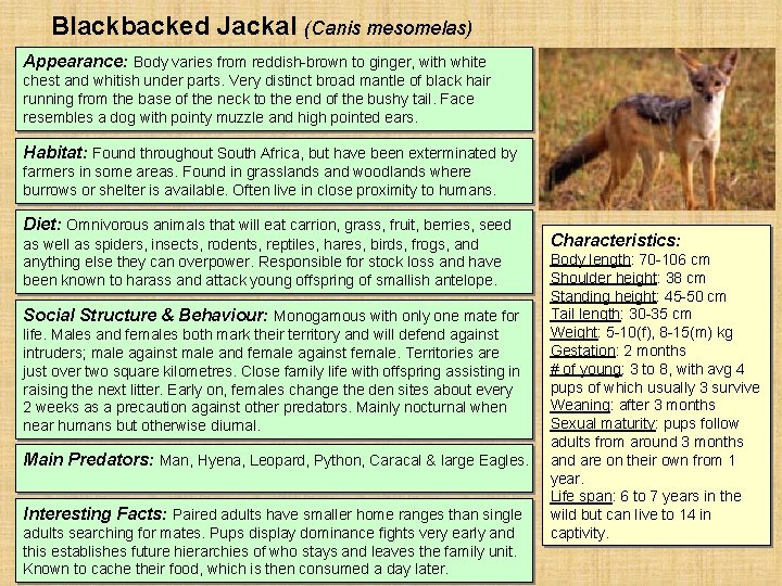 Blackbacked Jackal (Canis mesomelas) Appearance: Body varies from reddish-brown to ginger, with white chest Blackbacked Jackal (Canis mesomelas) Appearance: Body varies from reddish-brown to ginger, with white chest