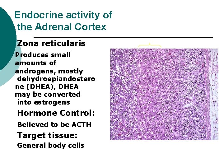 Endocrine activity of the Adrenal Cortex Zona reticularis Produces small amounts of androgens, mostly