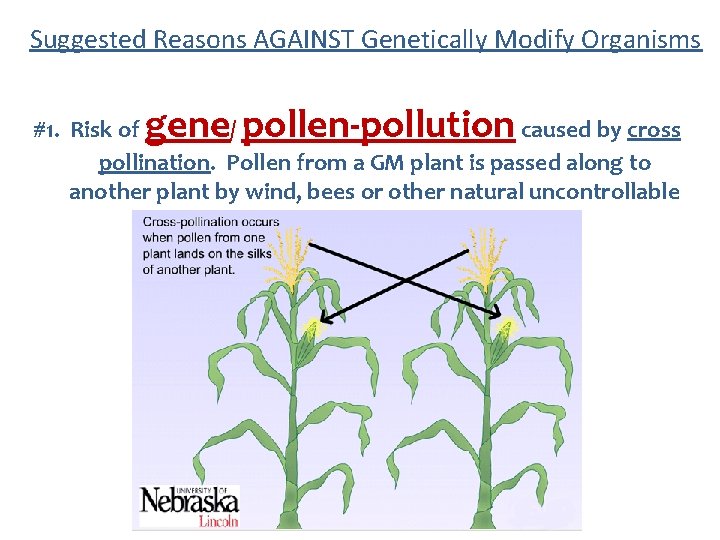 Suggested Reasons AGAINST Genetically Modify Organisms gene pollen-pollution #1. Risk of / caused by