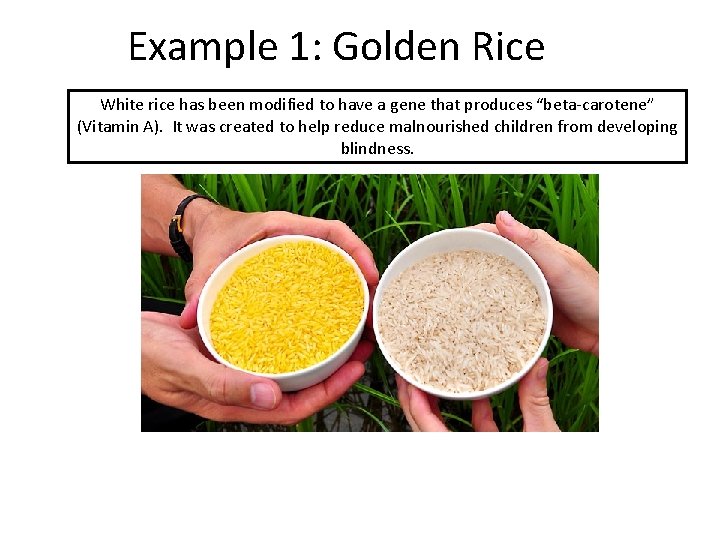 Example 1: Golden Rice White rice has been modified to have a gene that