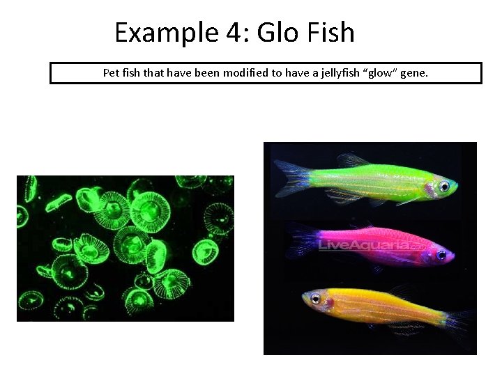 Example 4: Glo Fish Pet fish that have been modified to have a jellyfish