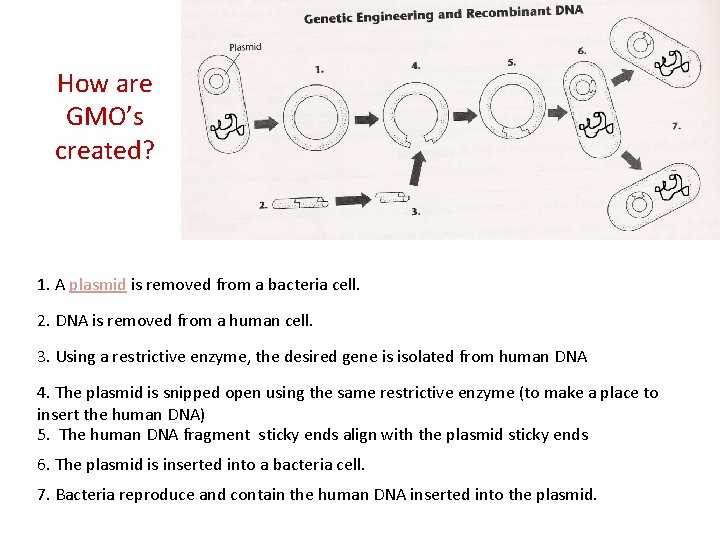 How are GMO’s created? 1. A plasmid is removed from a bacteria cell. 2.