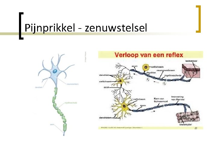 Pijnprikkel - zenuwstelsel 