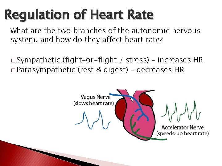 Regulation of Heart Rate What are the two branches of the autonomic nervous system, Regulation of Heart Rate What are the two branches of the autonomic nervous system,