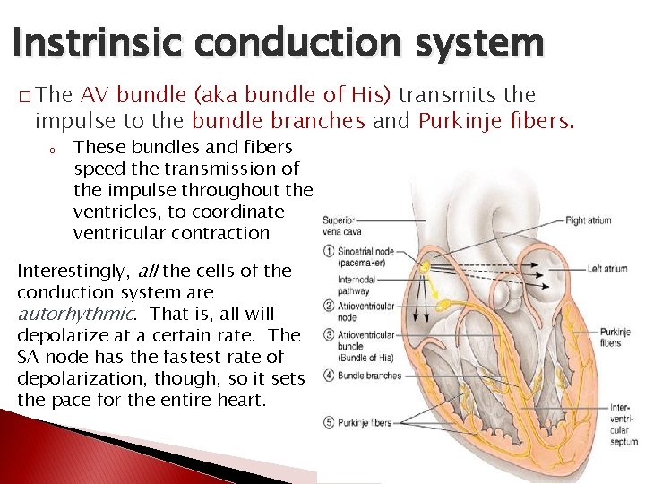 Instrinsic conduction system � The AV bundle (aka bundle of His) transmits the impulse Instrinsic conduction system � The AV bundle (aka bundle of His) transmits the impulse