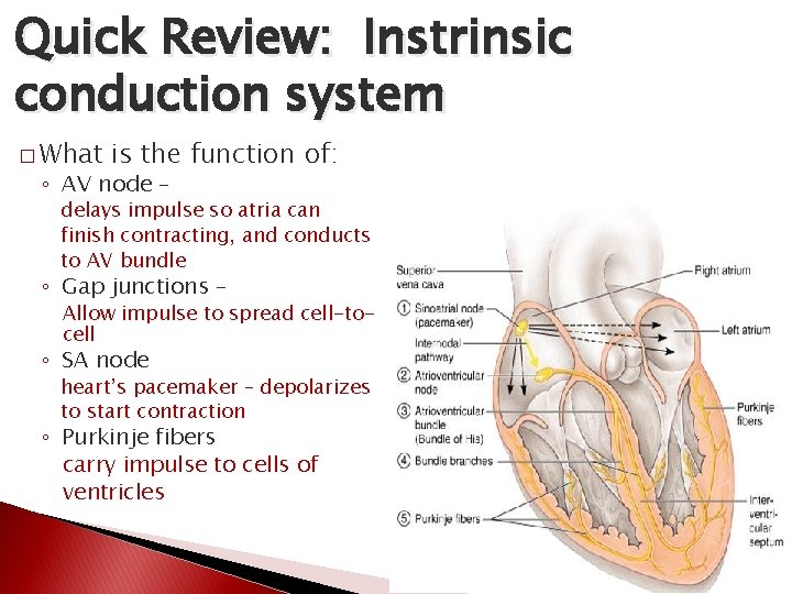 Quick Review: Instrinsic conduction system � What is the function of: ◦ AV node Quick Review: Instrinsic conduction system � What is the function of: ◦ AV node