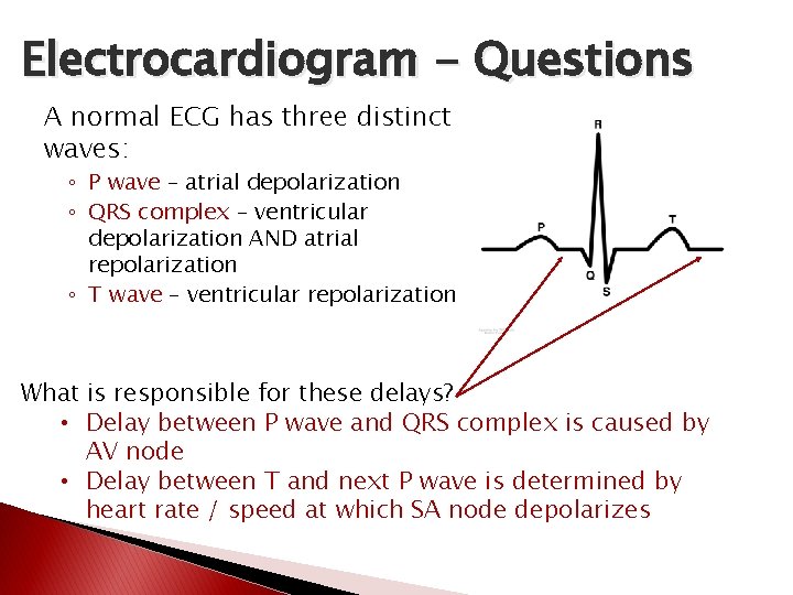 Electrocardiogram - Questions A normal ECG has three distinct waves: ◦ P wave – Electrocardiogram - Questions A normal ECG has three distinct waves: ◦ P wave –