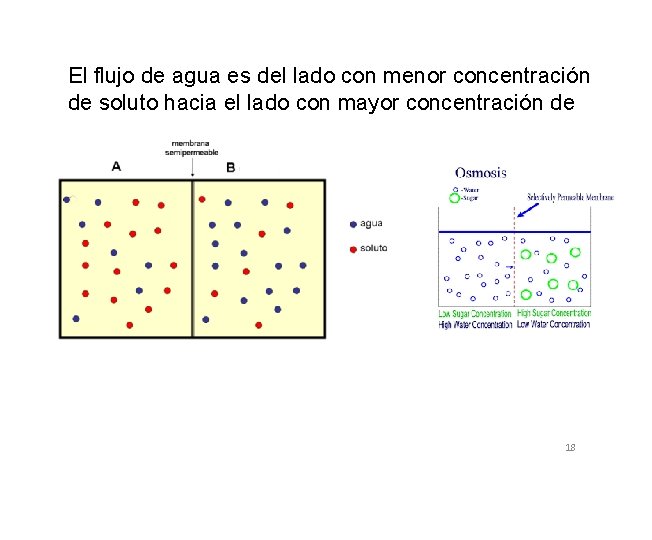 El flujo de agua es del lado con menor concentración de soluto hacia el