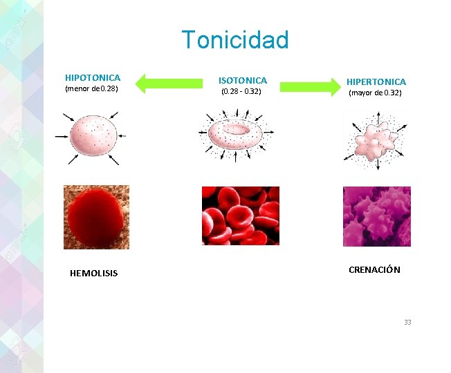Tonicidad HIPOTONICA (menor de 0. 28) HEMOLISIS ISOTONICA (0. 28 - 0. 32) HIPERTONICA